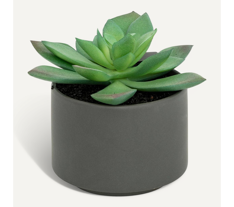 Plante Grasse En Pot H13