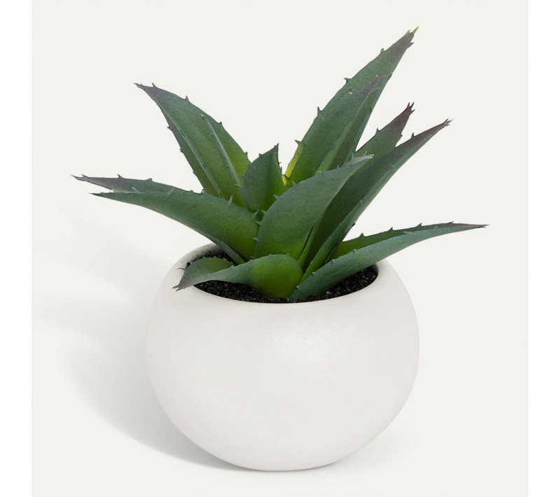 Plante Grasse En Pot H13