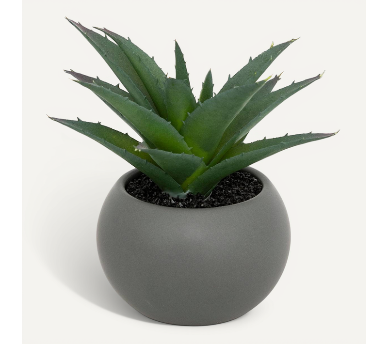 Plante Grasse En Pot H13