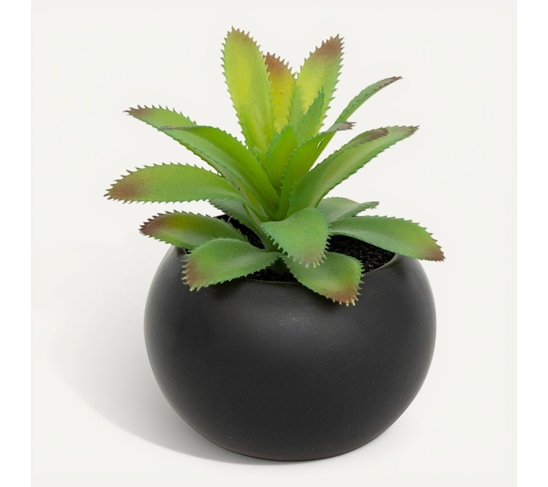 Plante Grasse En Pot H13
