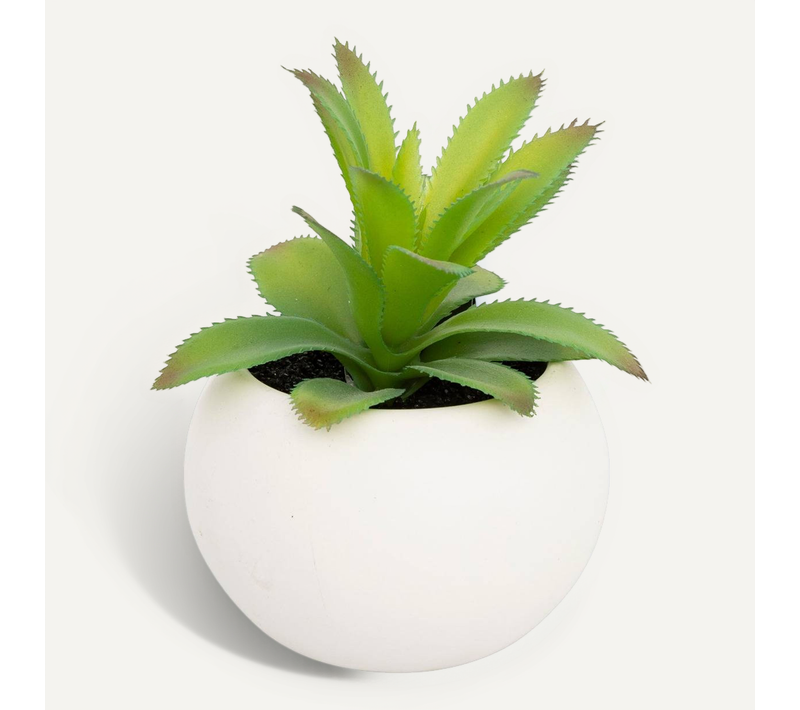 Plante Grasse En Pot H13