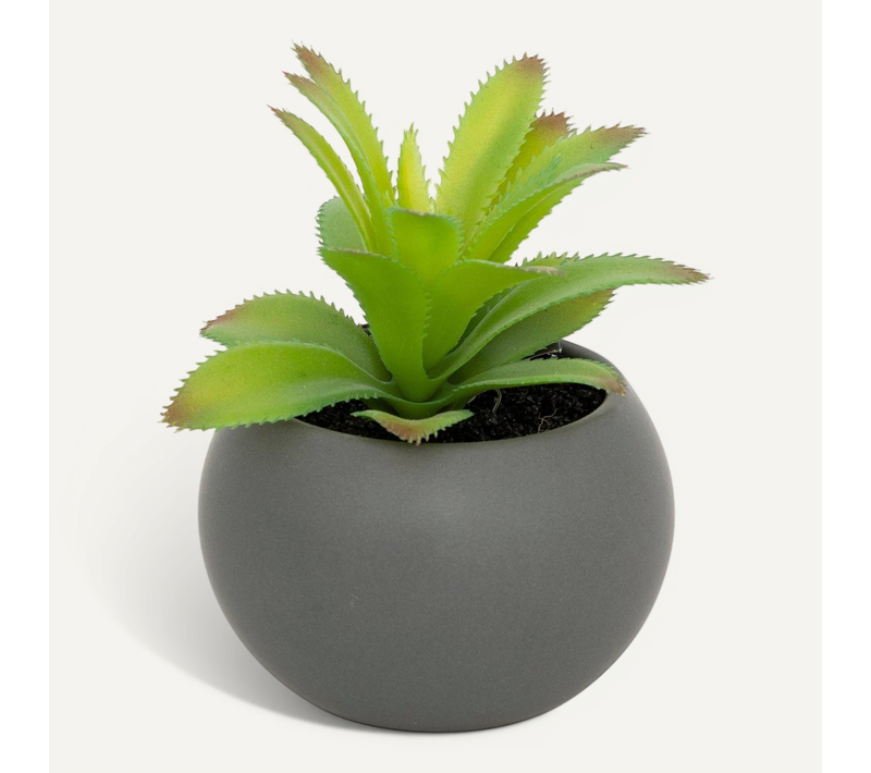 Plante Grasse En Pot H13