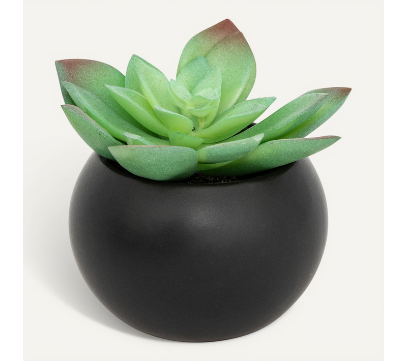 Plante Grasse En Pot H13