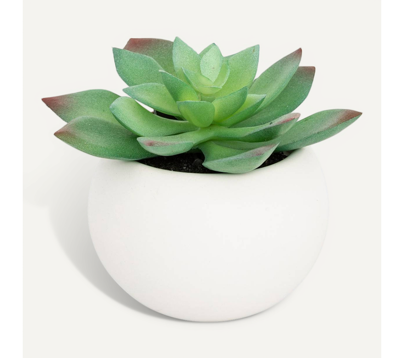 Plante Grasse En Pot H13