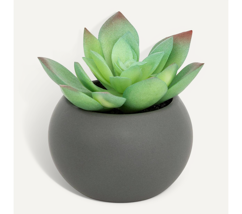 Plante Grasse En Pot H13
