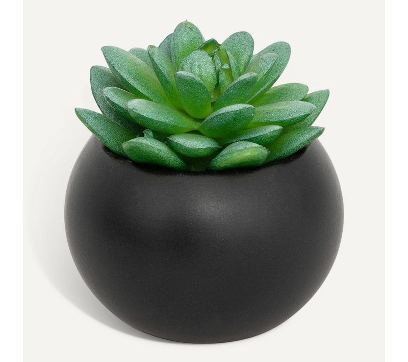 Plante Grasse En Pot H13