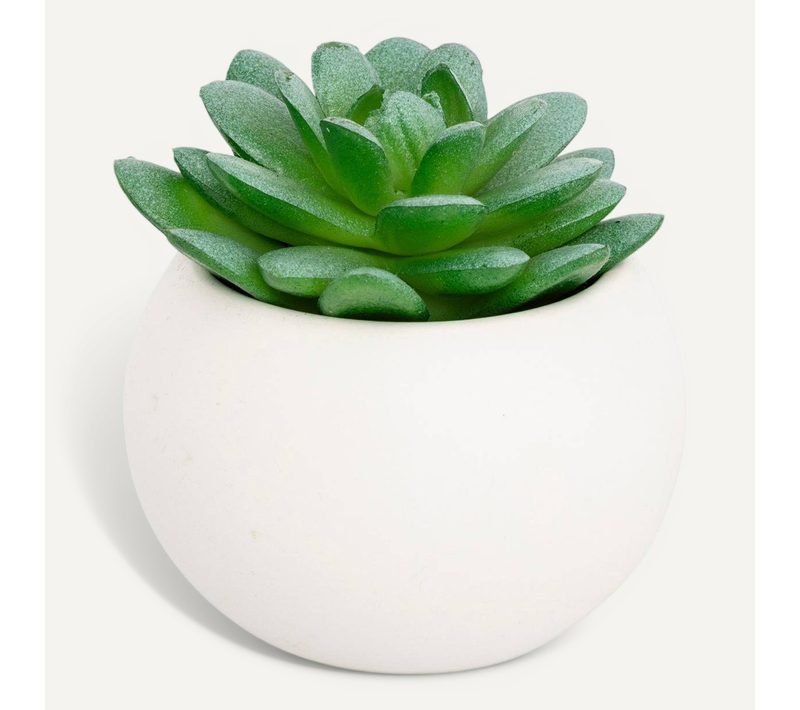 Plante Grasse En Pot H13