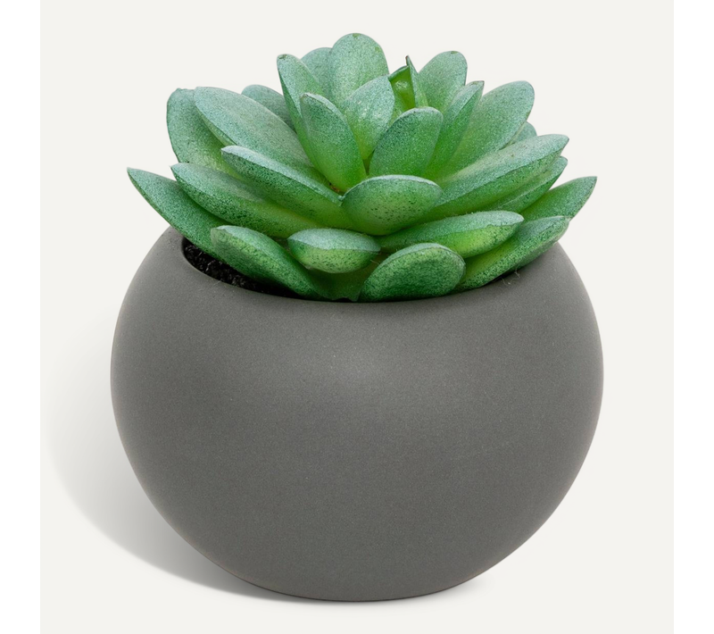 Plante Grasse En Pot H13