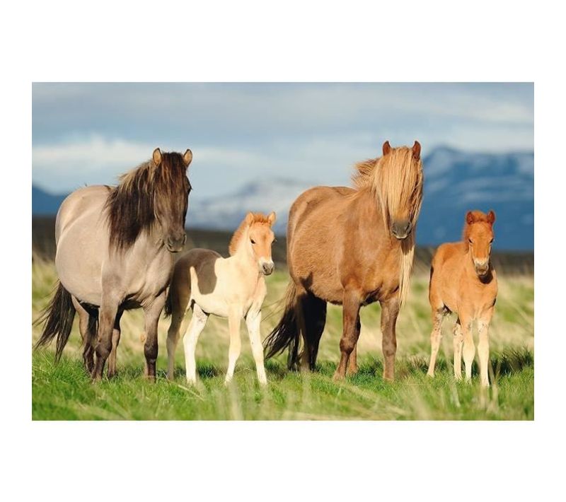 Puzzle Enfant 200 Pieces Famille Cheval Schmidt And Spiele