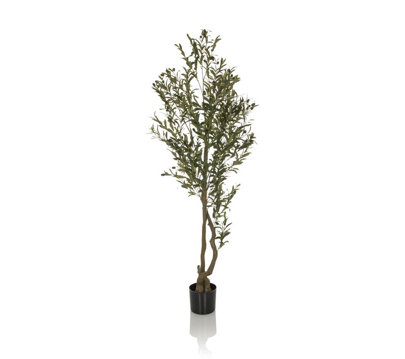 Plante Artificielle Olive H 172.00 Cm Vert
