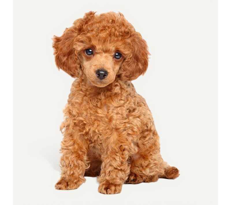 Barrière De Sécurité Pliable En 3 Panneaux Barrière Chien En Bois Avec Pieds De Support, Blanc