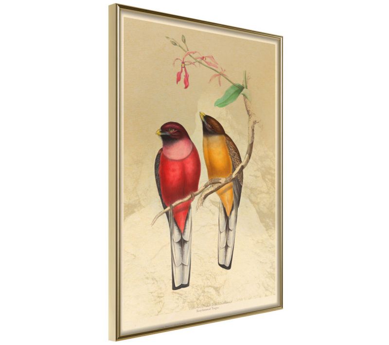 Affiche Murale Encadrée "ornithologist's Drawings" 40 X 60 Cm Doré