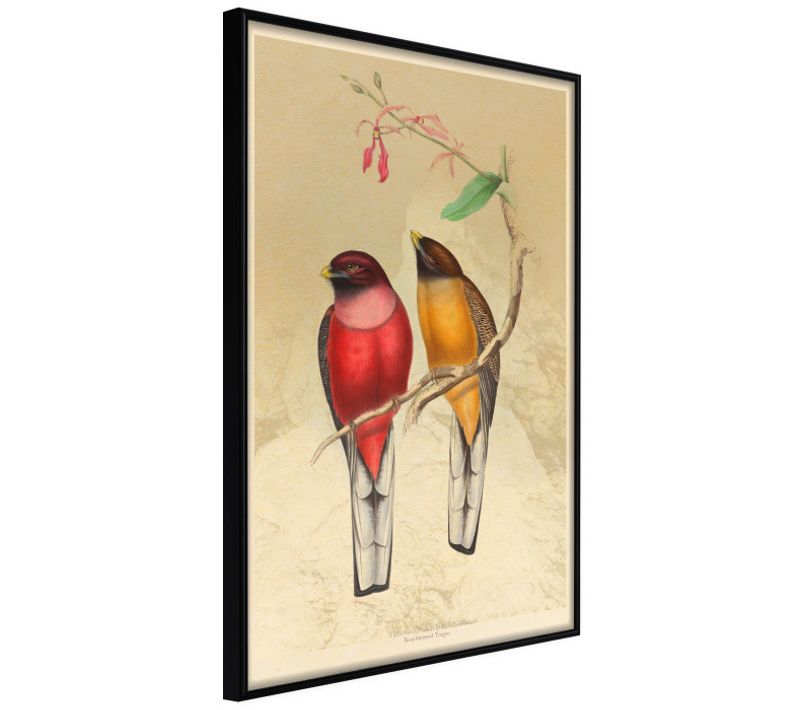 Affiche Murale Encadrée "ornithologist's Drawings" 30 X 42 Cm Noir