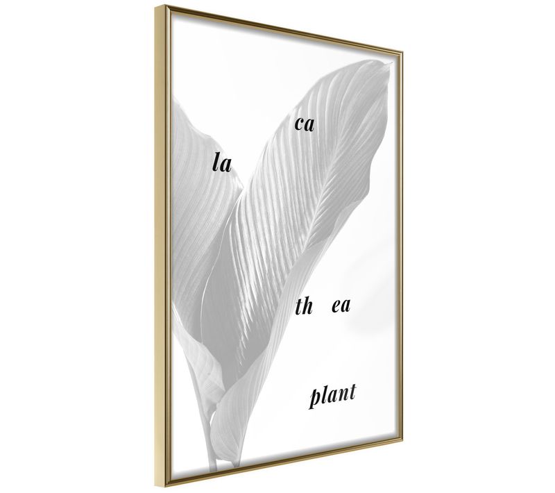 Affiche Murale Encadrée "calathea Leaves" 30 X 42 Cm Doré