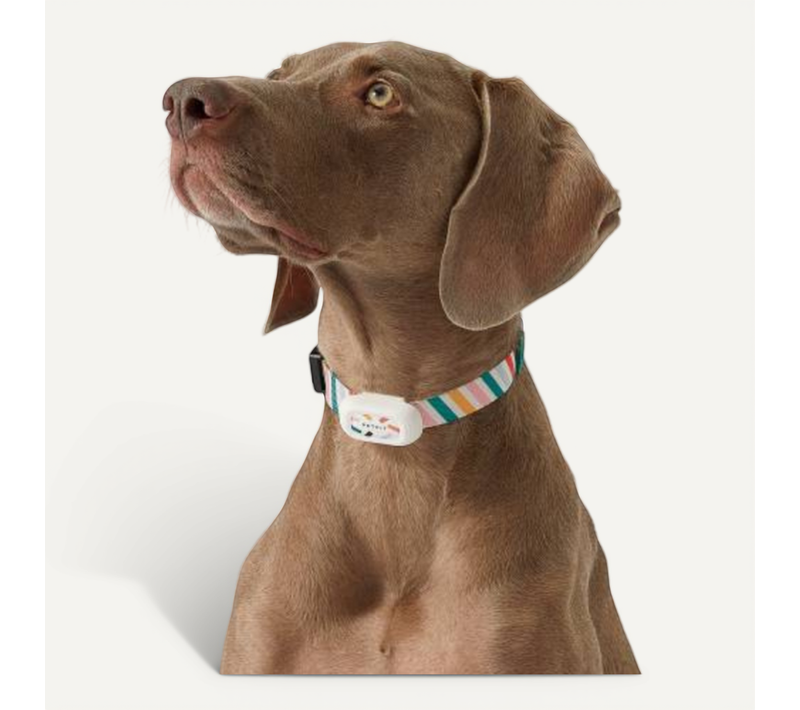 Collier Analyseur D'activités Pour Chiens Petit 24-35cm