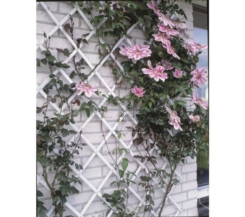 Treillis Extensible Plastique Vert - 100x200cm - Profil 23x7 Mm - Set De Fixation